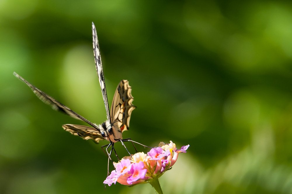 Nikon D300S sample photo. De frente photography