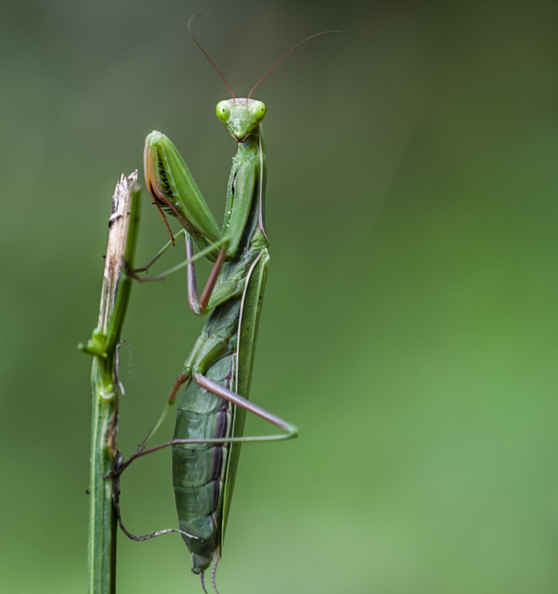 Sigma APO Macro 180mm F3.5 EX DG HSM sample photo. Mantis photography