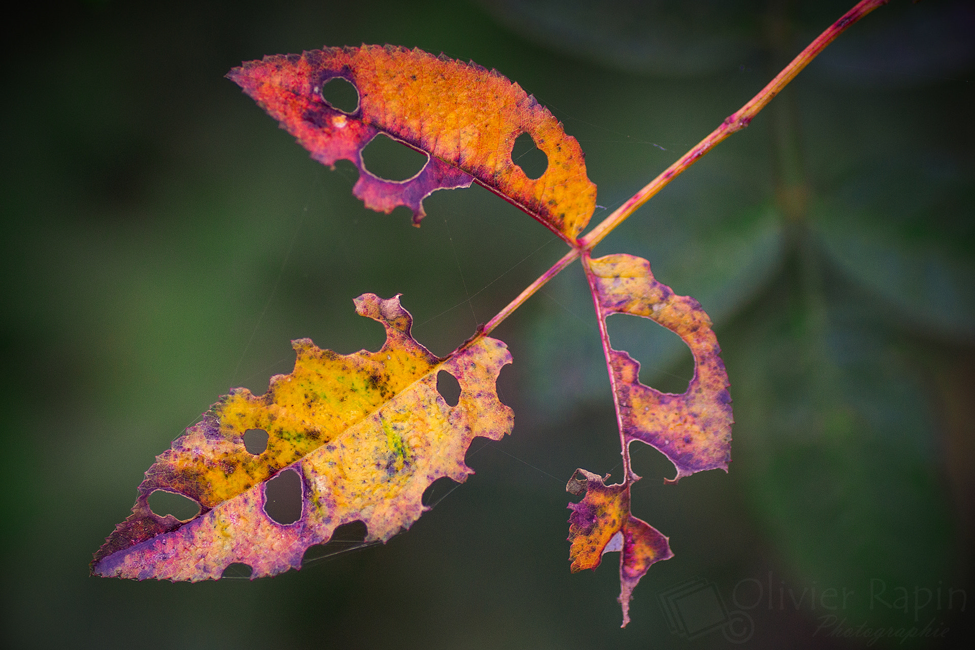 Sony SLT-A77 + Tamron SP AF 90mm F2.8 Di Macro sample photo. Automne photography