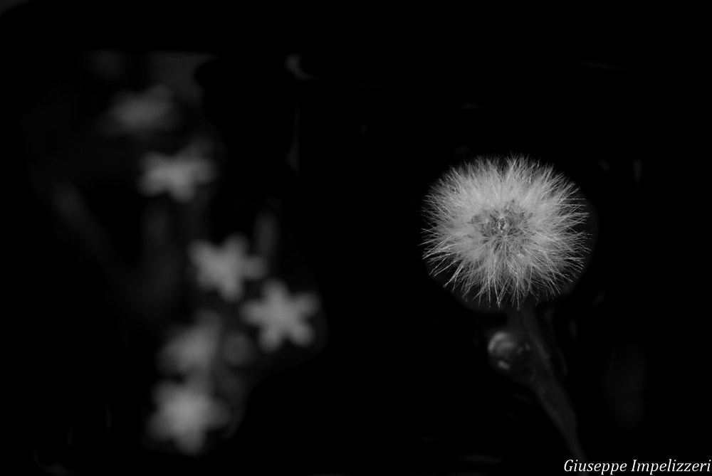 Nikon AF-S Micro-Nikkor 105mm F2.8G IF-ED VR sample photo. Dsc photography