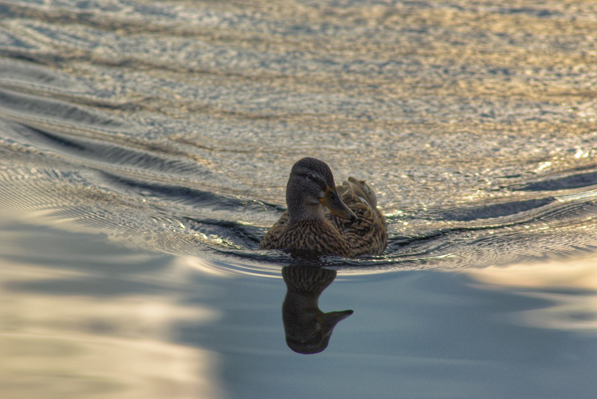 Pentax K-m (K2000) sample photo. Duck bath photography