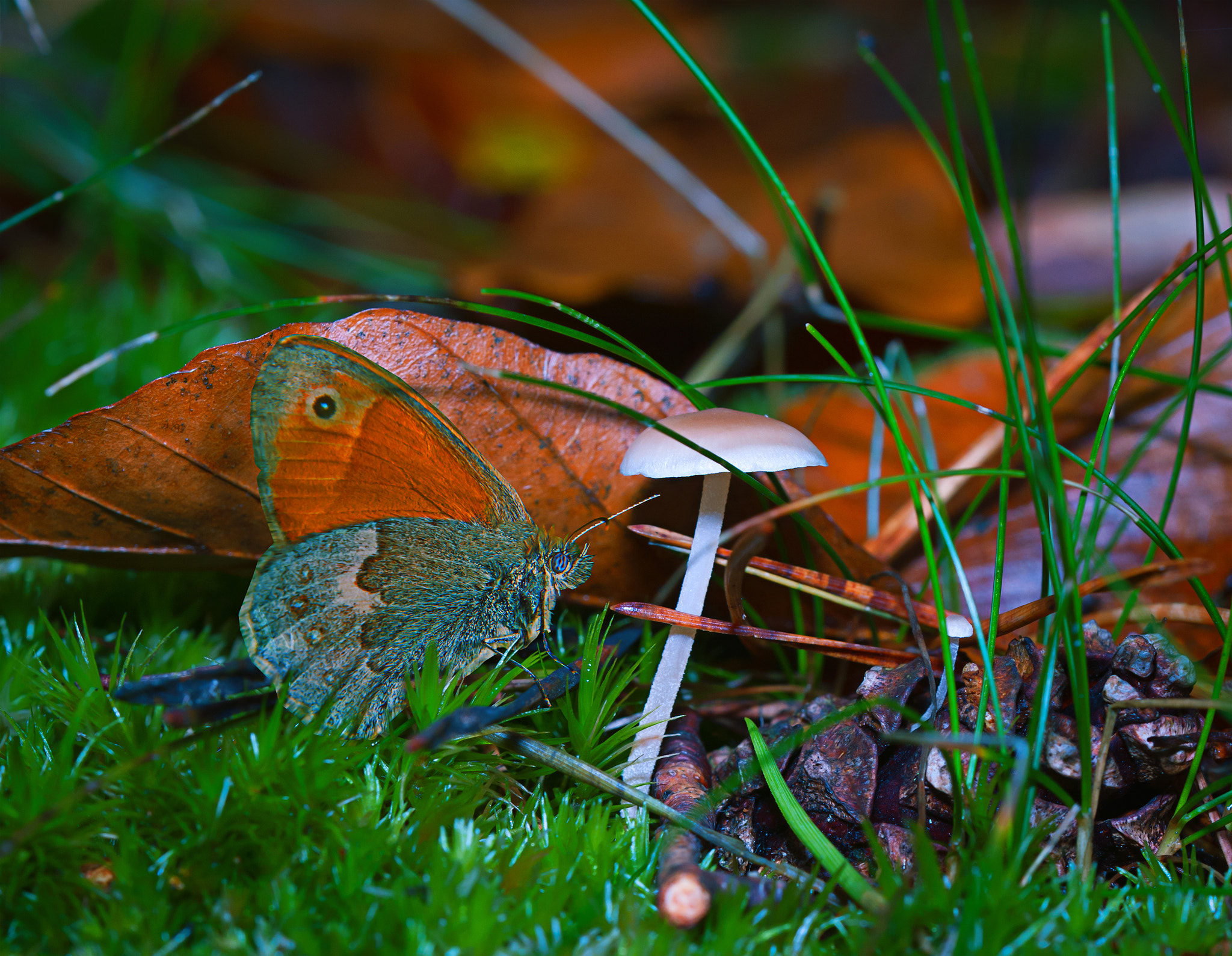 Nikon D300 sample photo. Butterfly photography