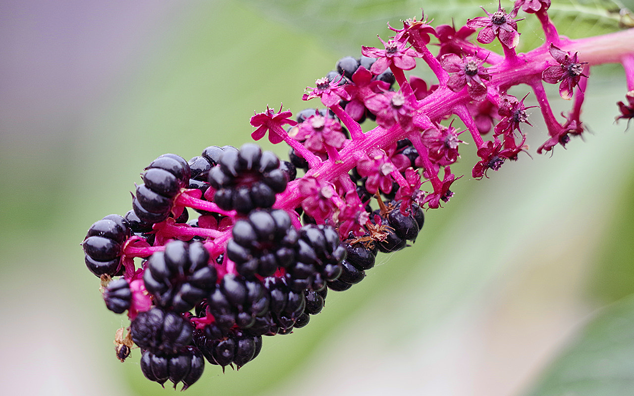 Pentax K-70 sample photo. лаконос в октябре photography