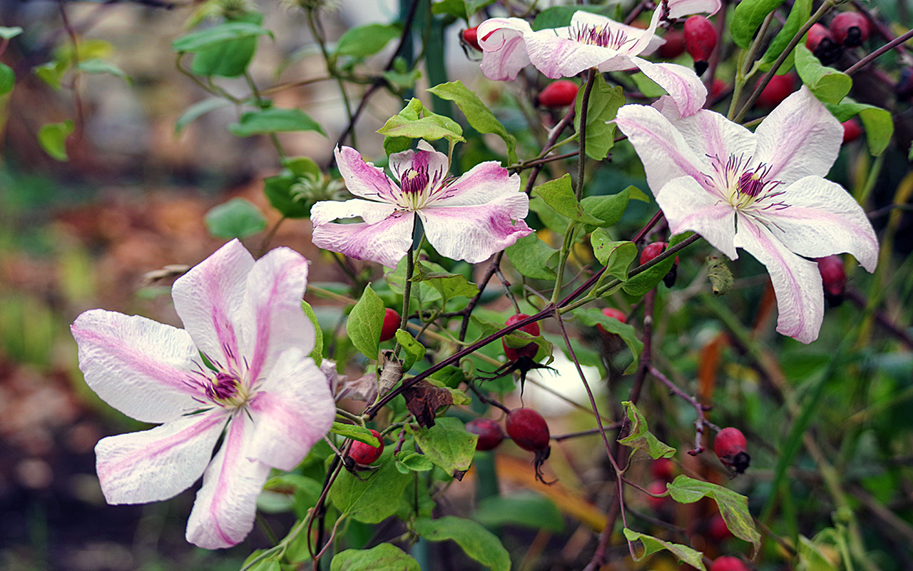 Pentax K-70 sample photo. последний клематис photography