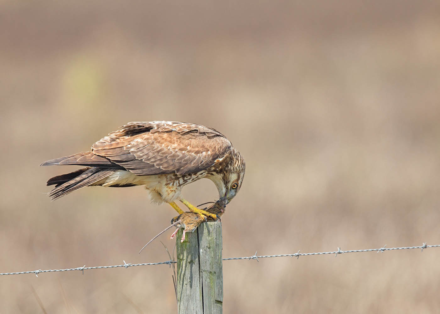 Canon EOS-1D X + Canon EF 500mm F4L IS II USM sample photo. Eagle devouring mouse photography