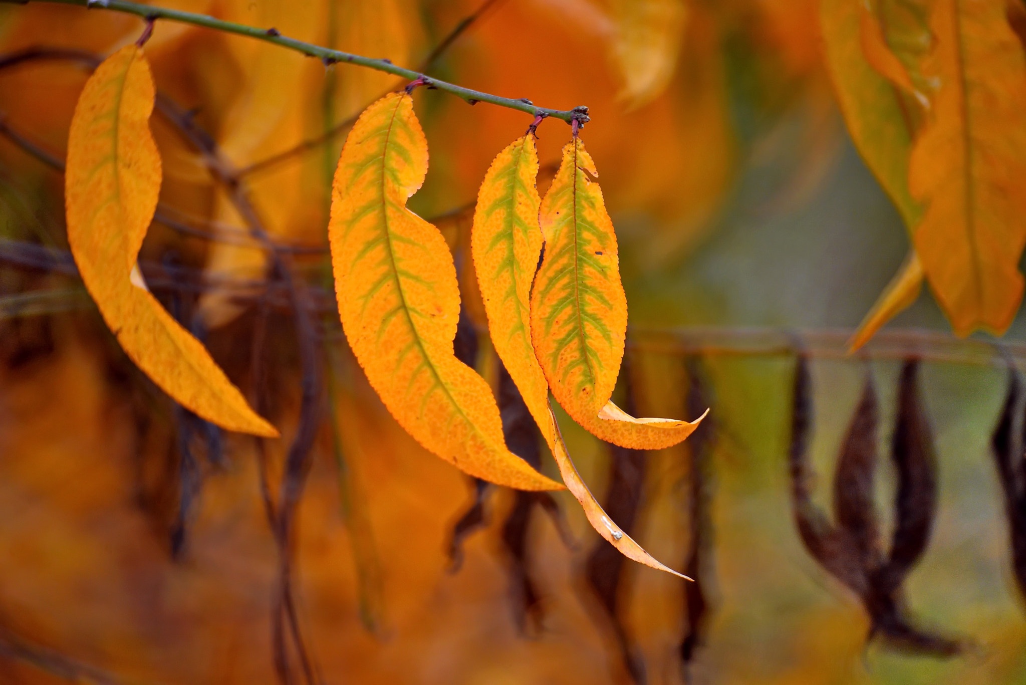 Manual Lens No CPU sample photo. Autumn forest photography