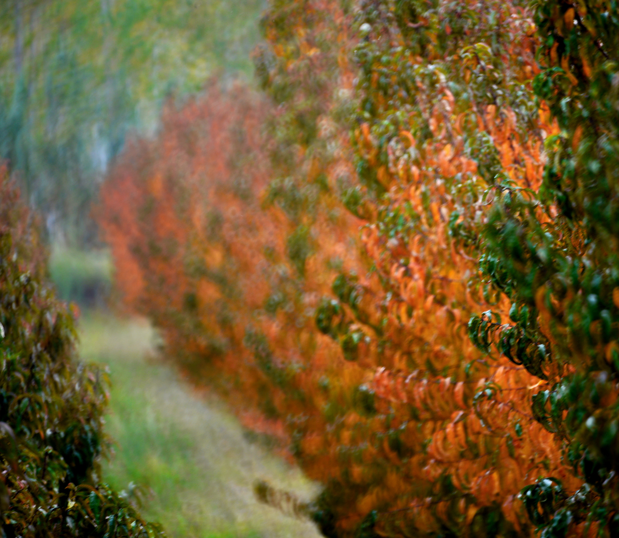Manual Lens No CPU sample photo. Autumn forest photography