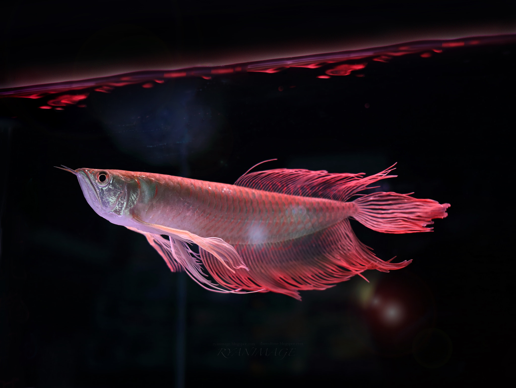 Canon EF 40mm F2.8 STM sample photo. Dance of fire in the water photography