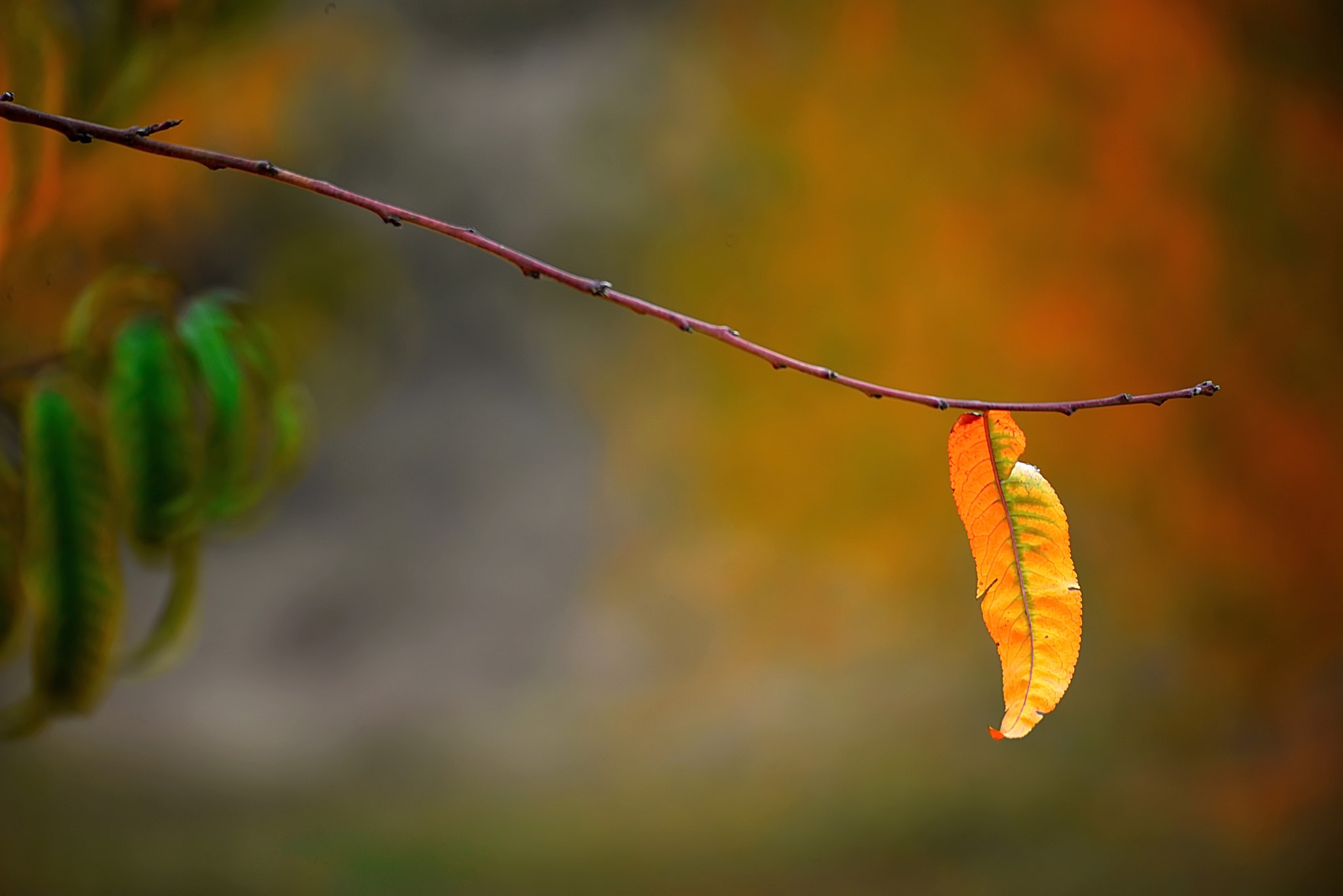 Nikon D610 + Manual Lens No CPU sample photo. Autumn forest photography