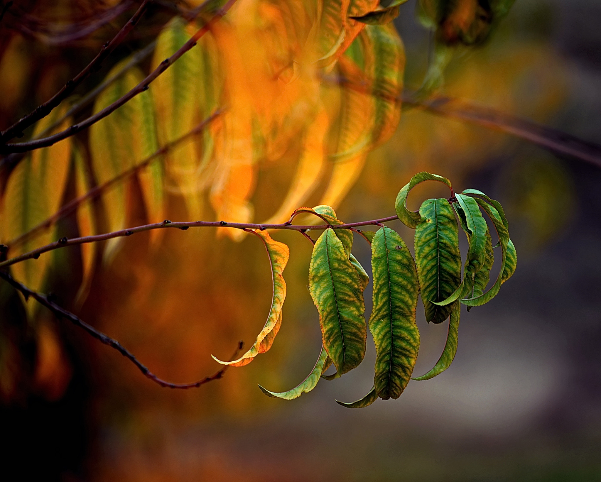 Manual Lens No CPU sample photo. Autumn forest photography