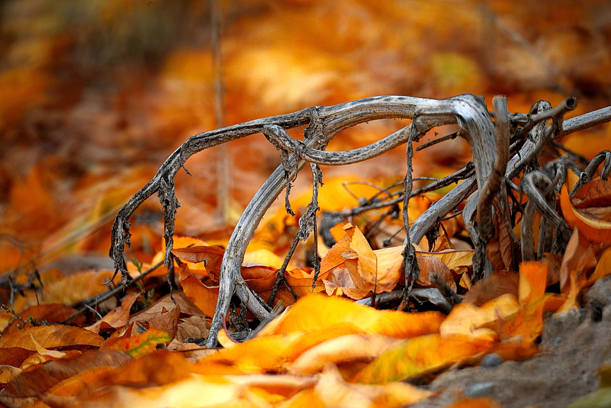 Nikon D610 + Manual Lens No CPU sample photo. Autumn forest photography