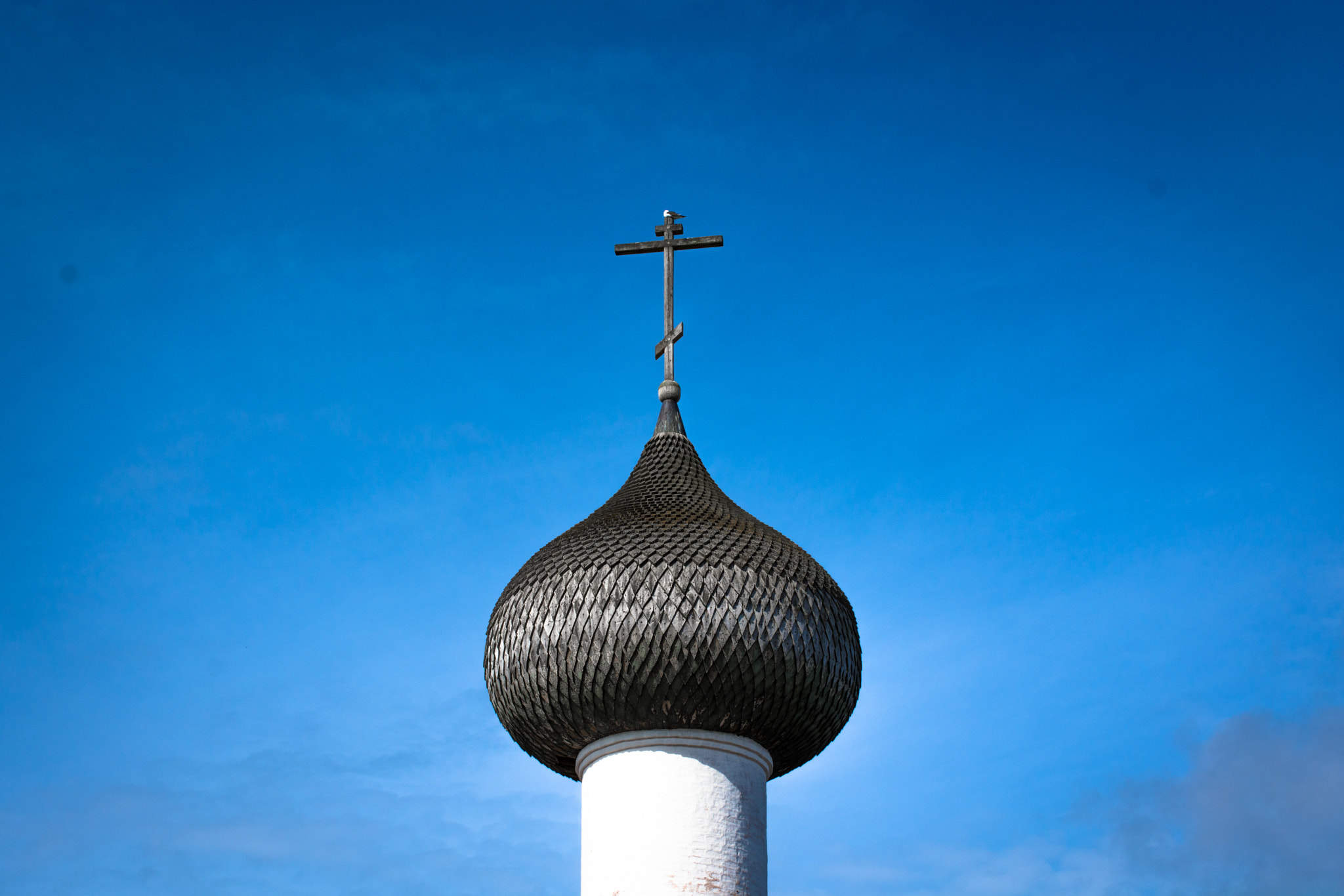 Nikon D7100 + Sigma 50mm F1.4 EX DG HSM sample photo. луковица photography