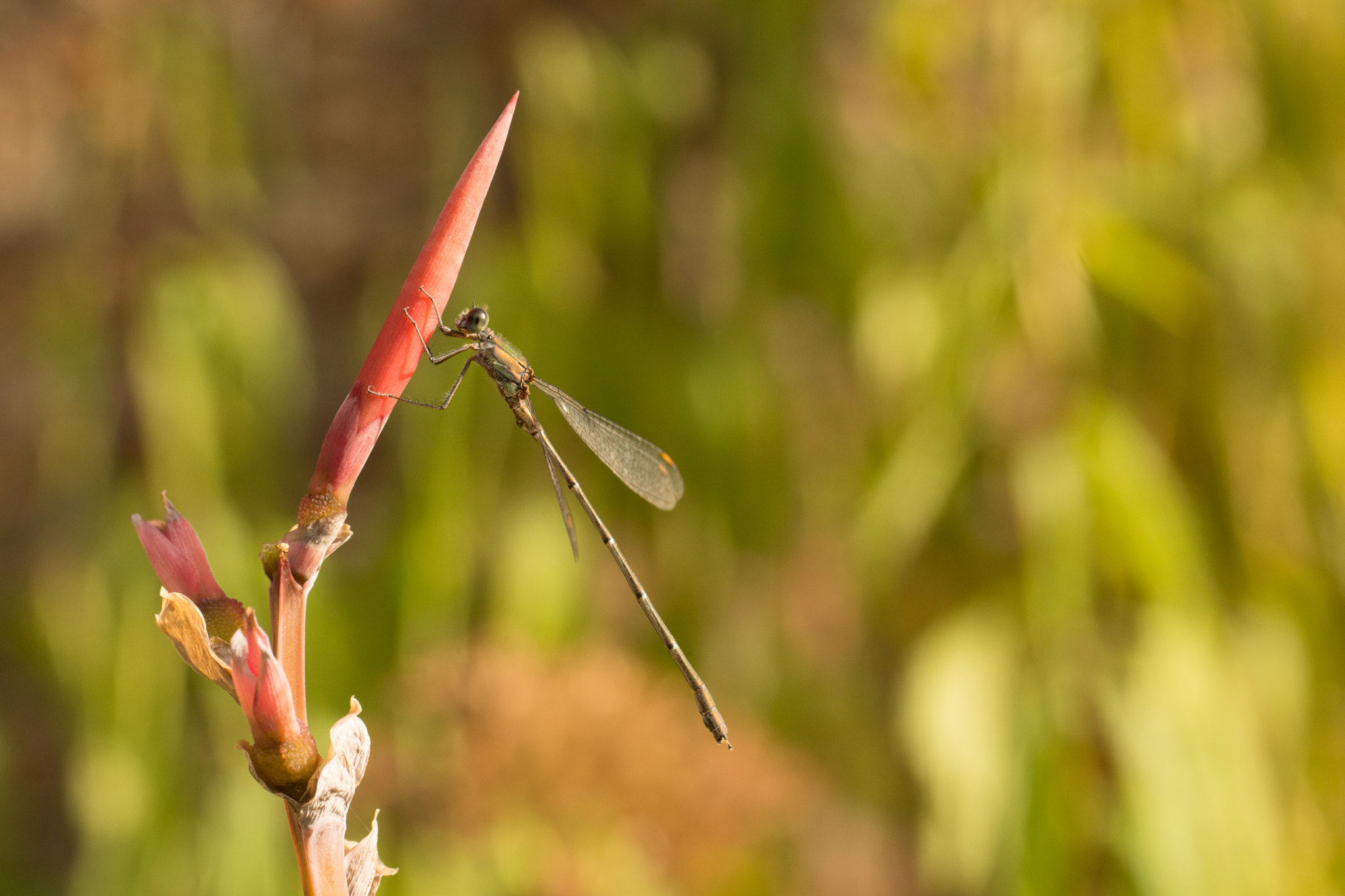 Sony SLT-A65 (SLT-A65V) sample photo. Dragonfly photography