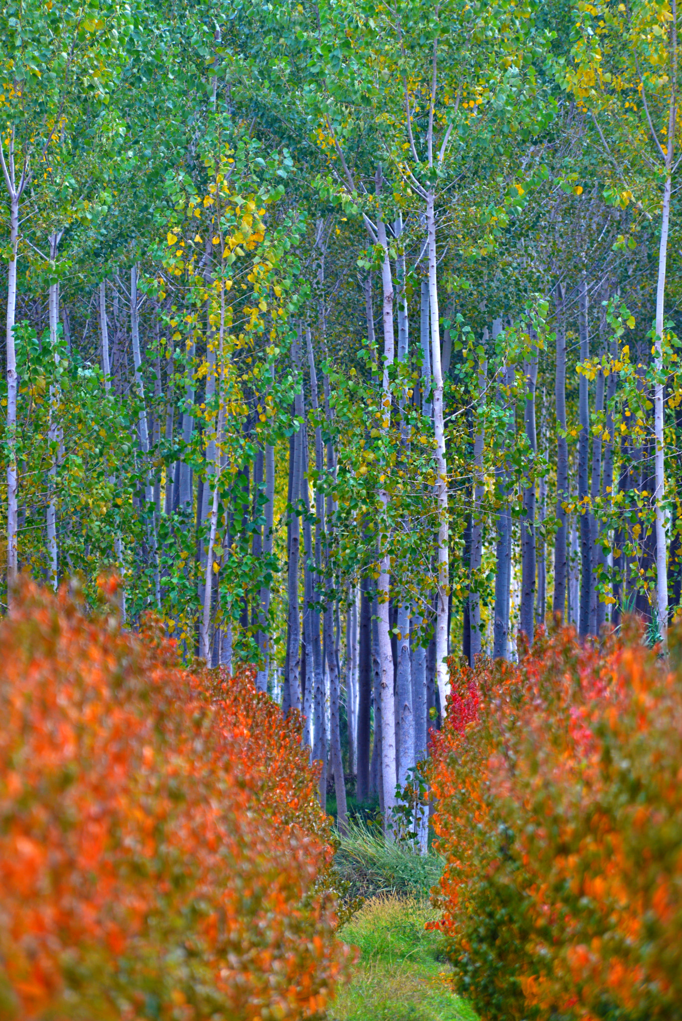 Nikon D610 + Nikon AF Nikkor 80-400mm F4.5-5.6D ED VR sample photo. Autumn forest photography