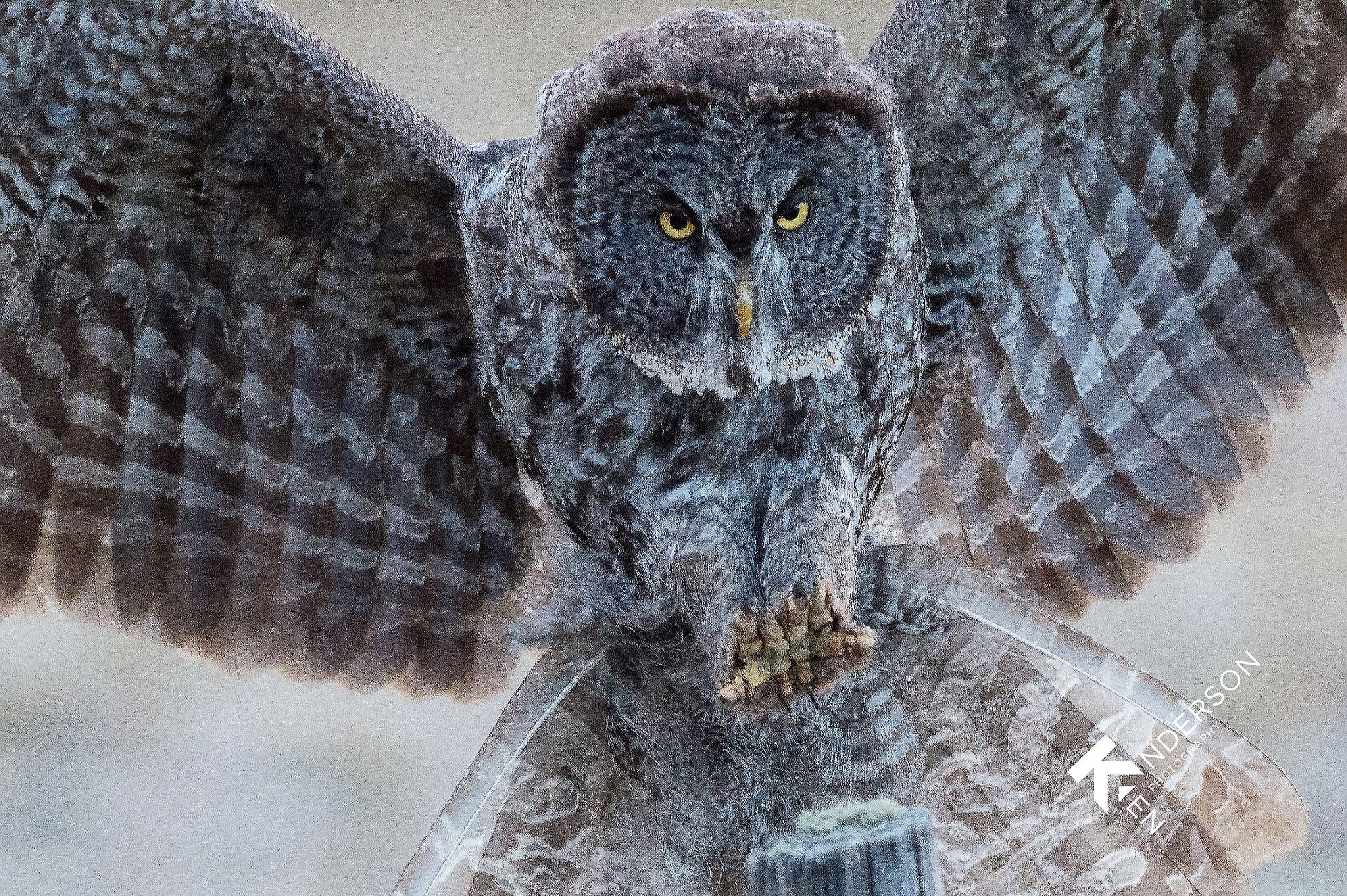 Nikon AF-S Nikkor 200-500mm F5.6E ED VR sample photo. Up close landing photography