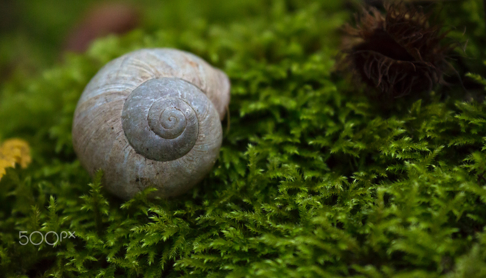 Canon EF 70-300mm F4-5.6L IS USM sample photo. On the moss... photography