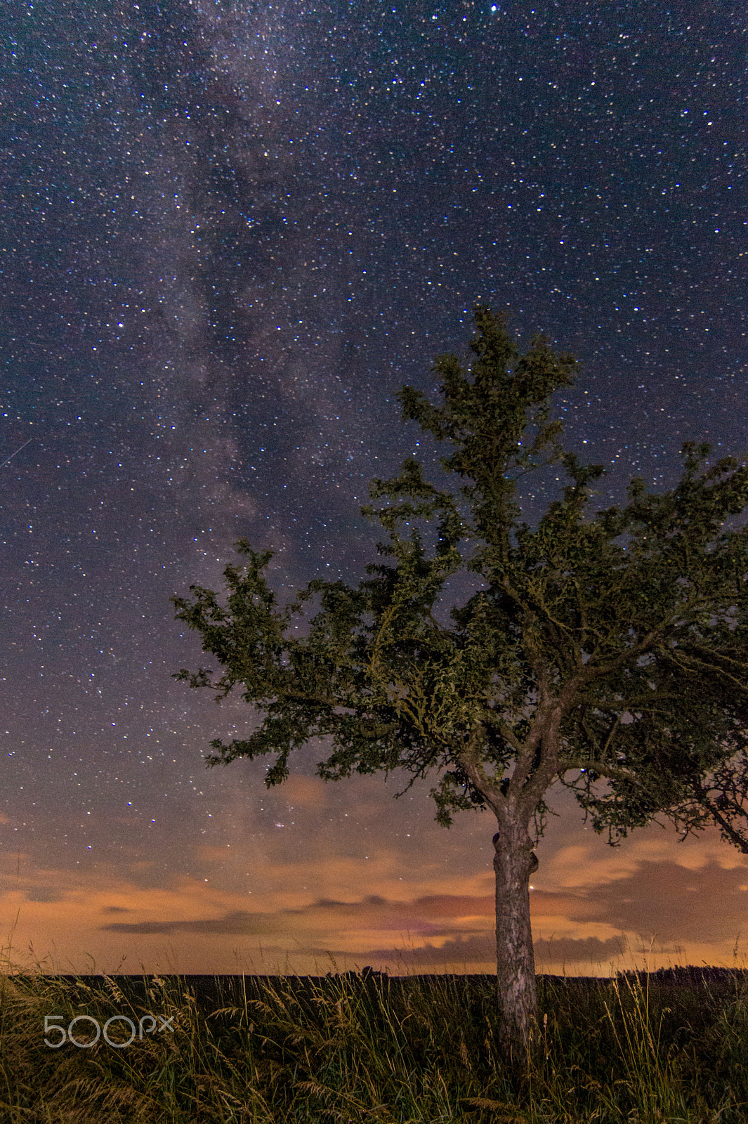 Sony SLT-A58 + 20mm F2.8 sample photo. Lonely tree - only the stars are shining for us photography