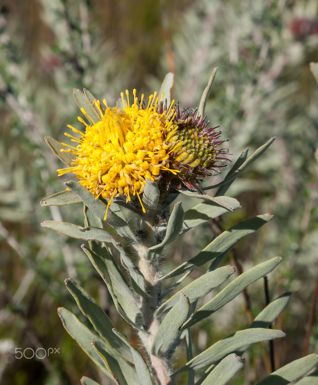 Canon EF-S 17-85mm F4-5.6 IS USM sample photo. A pincusion protea (leucospermum tomentosum) photography