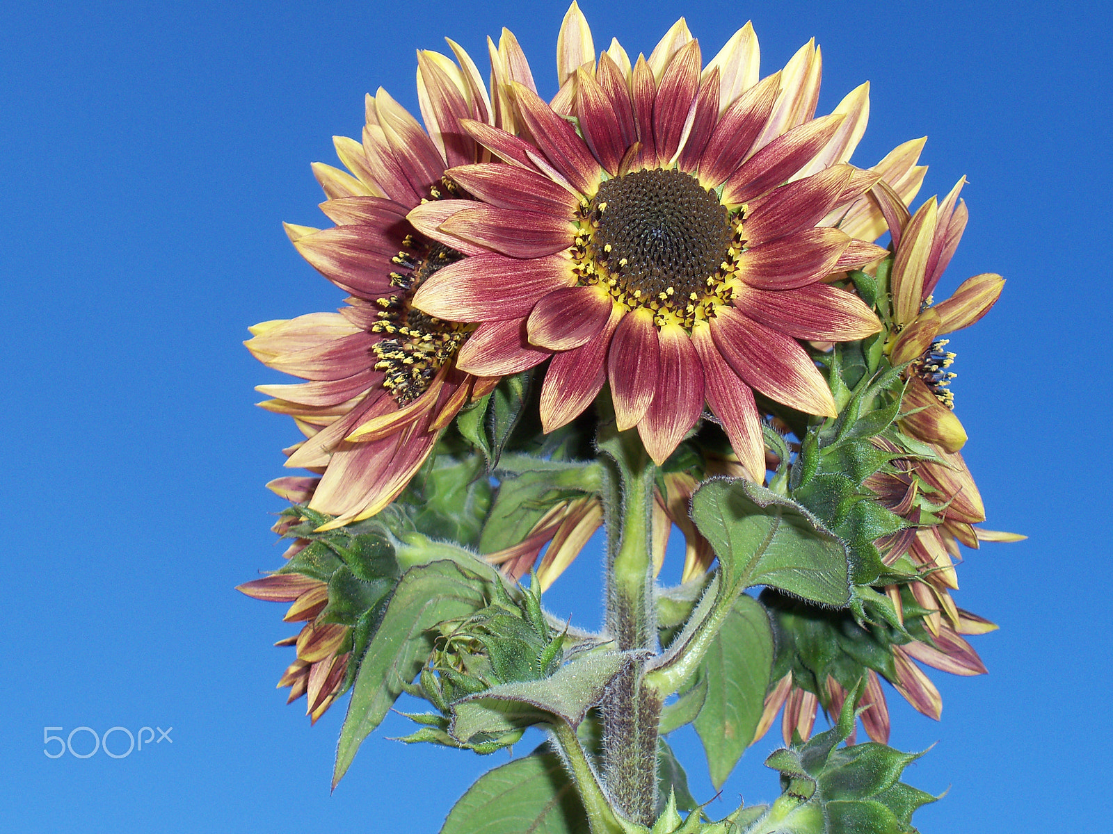 Kodak EASYSHARE M380 DIGITAL CAMERA sample photo. Meine sonnenblume / my sunflower photography