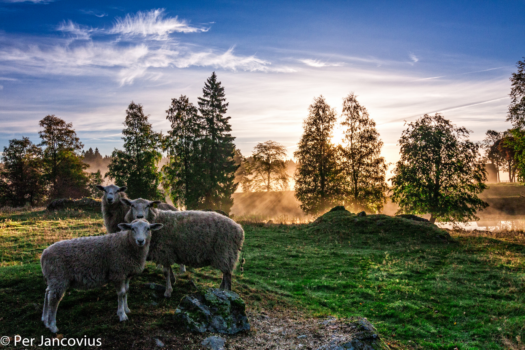 Tokina AT-X Pro 12-24mm F4 (IF) DX sample photo. Sheeps are funny photography