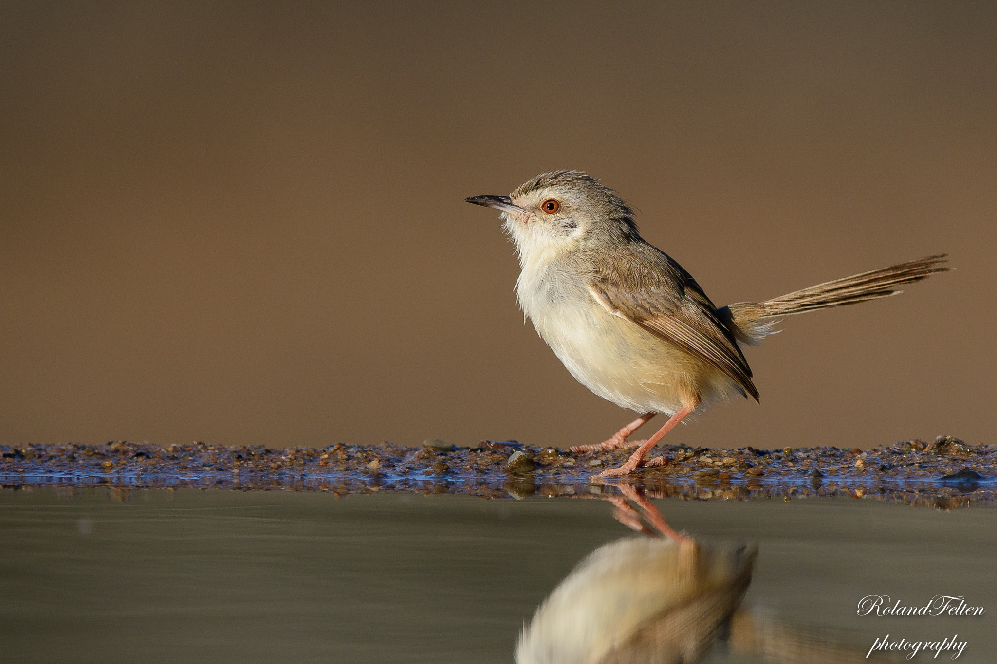 Nikon AF-S Nikkor 200-400mm F4G ED-IF VR sample photo. Tawny-flanked prinia photography