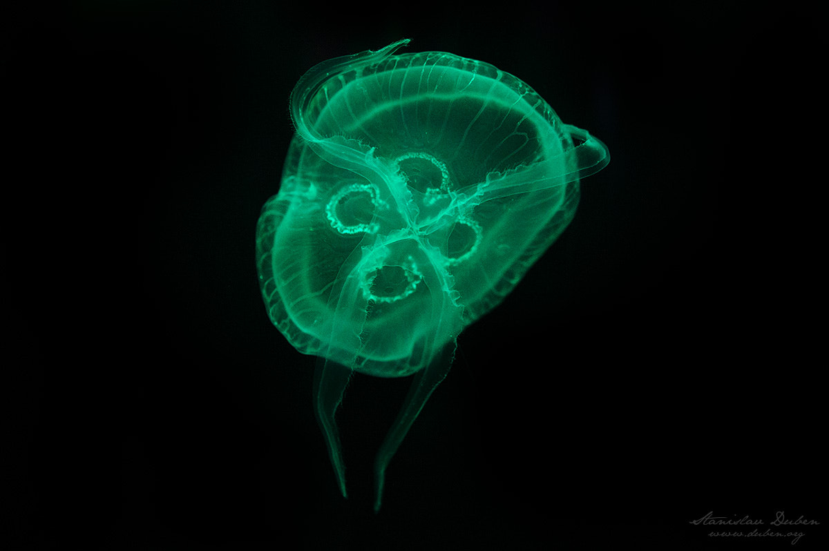 Nikon D3S sample photo. Moon jellyfish photography