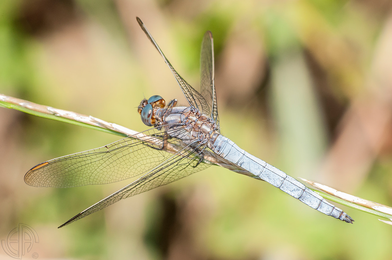 Nikon D90 + AF Nikkor 70-210mm f/4-5.6 sample photo. 160215 copia photography