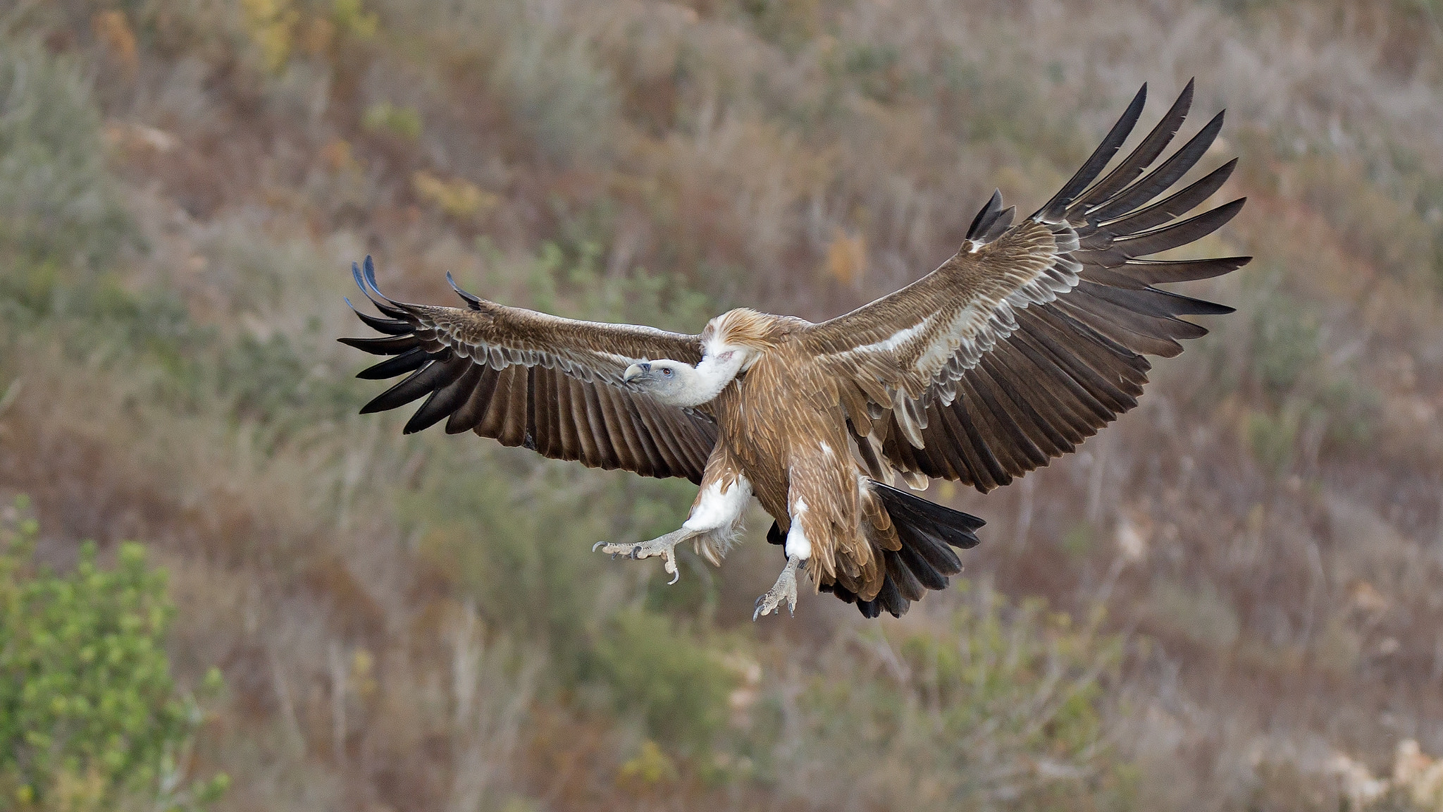 Canon EOS-1D Mark IV sample photo. The flight of a griffon photography