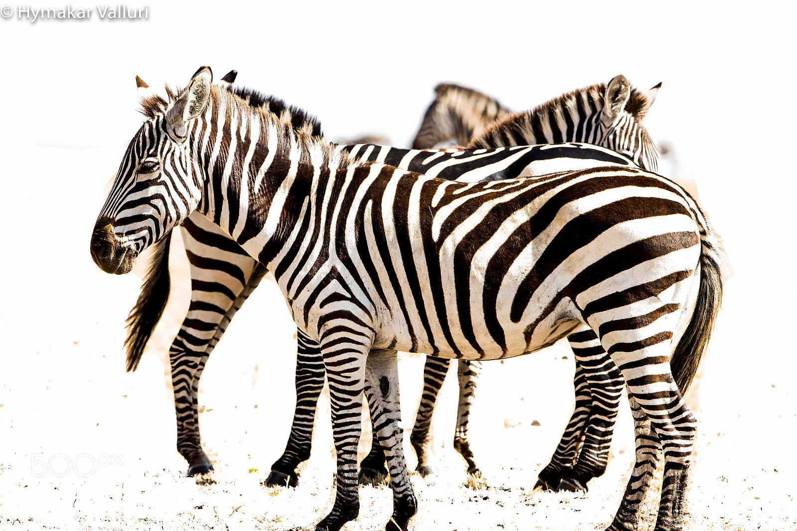 Canon EF 500mm F4L IS II USM sample photo. Zebras photography