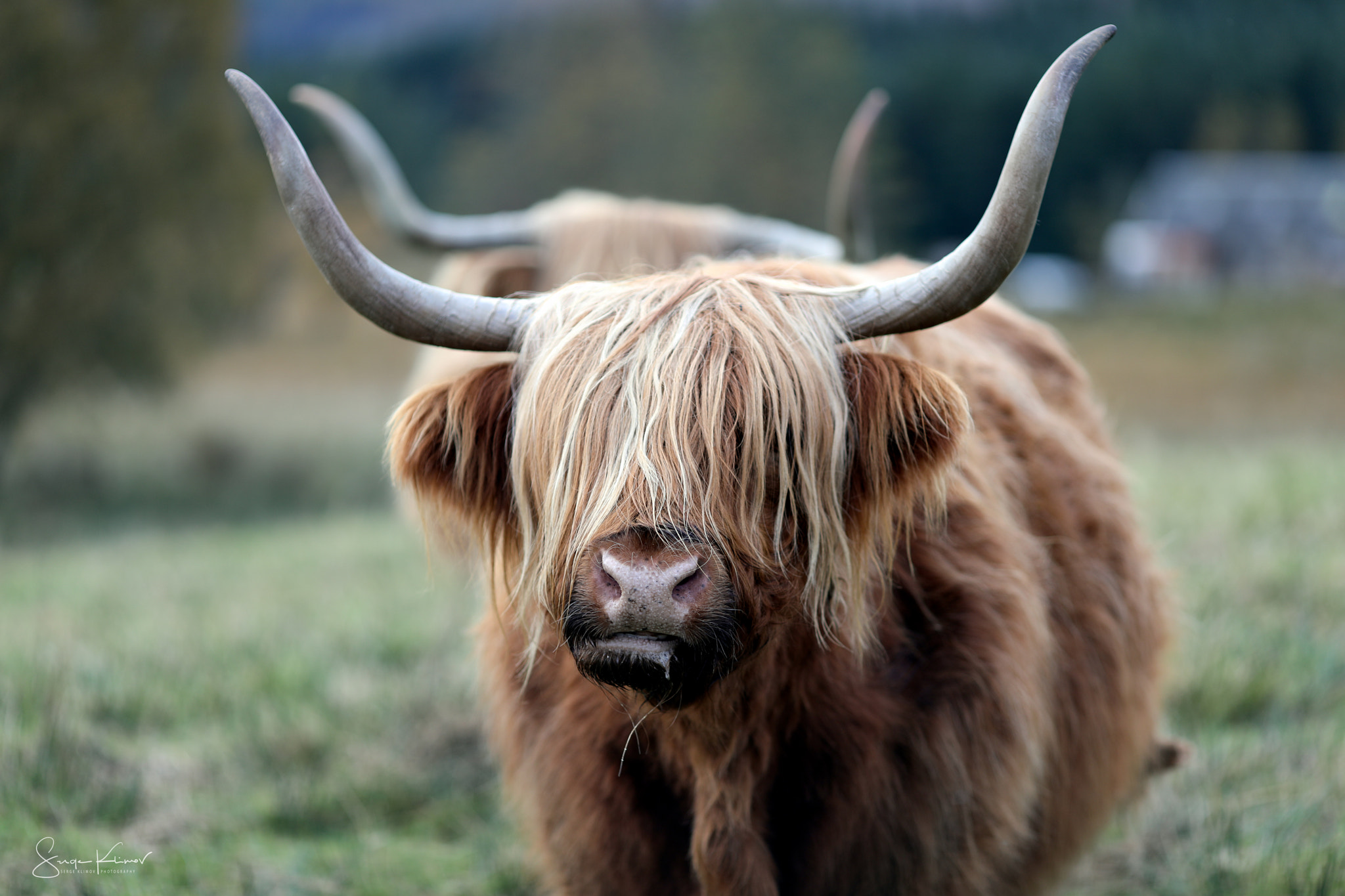Canon EOS 5D Mark IV + Canon EF 135mm F2L USM sample photo. Highland cow stood in the field photography