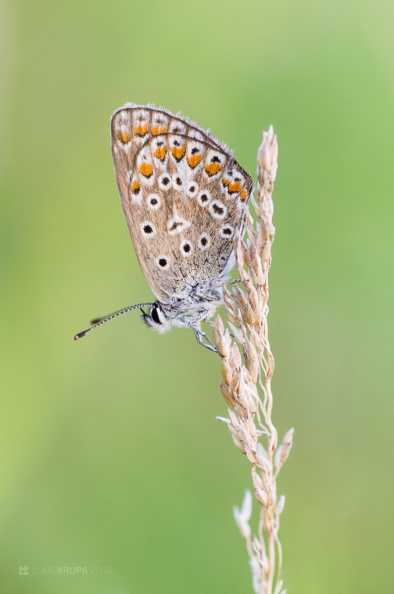 Pentax K-r + Tamron SP AF 90mm F2.8 Di Macro sample photo. Polyommatus icarus photography