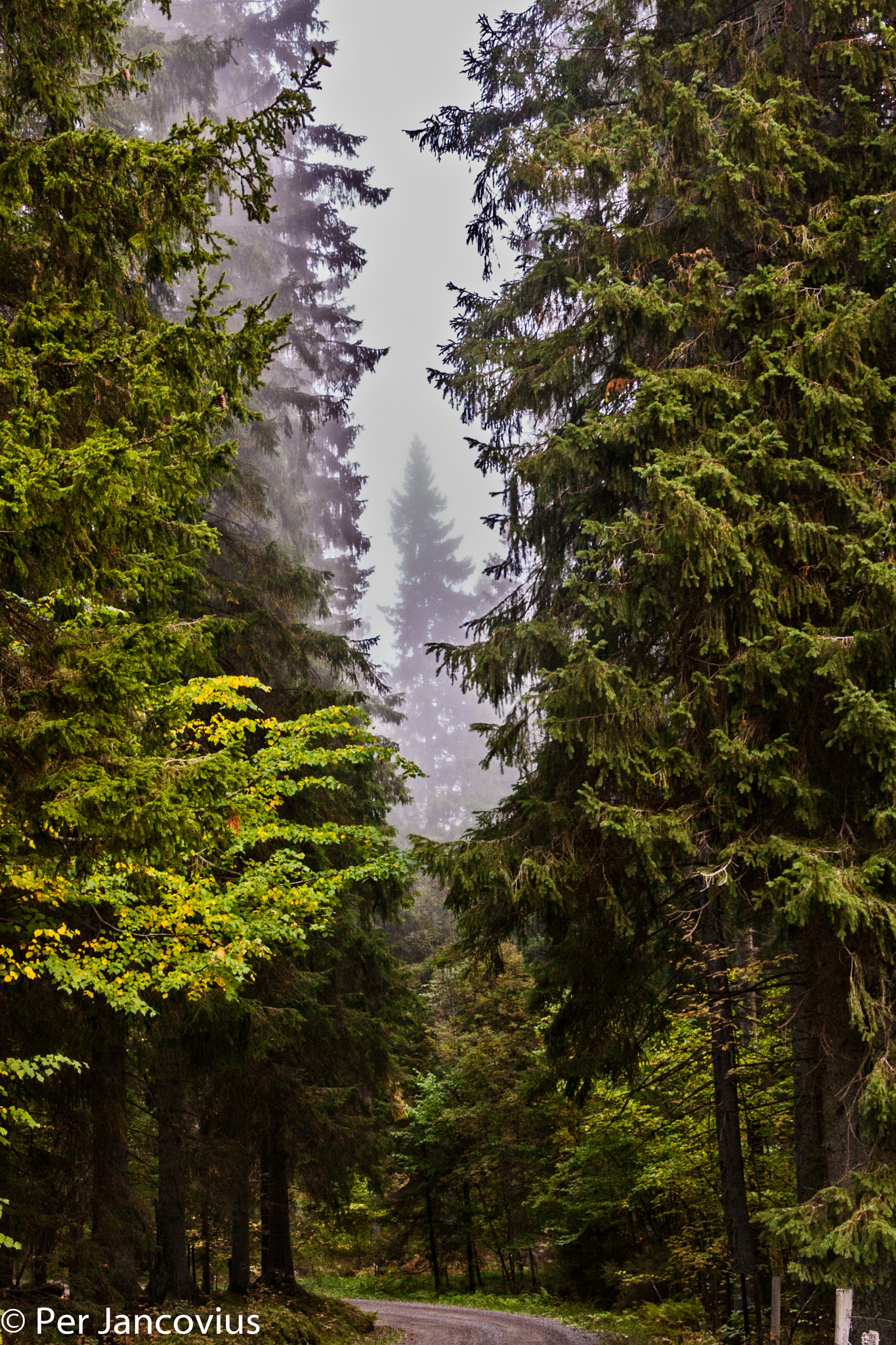 Canon EOS 40D sample photo. Deep forest photography