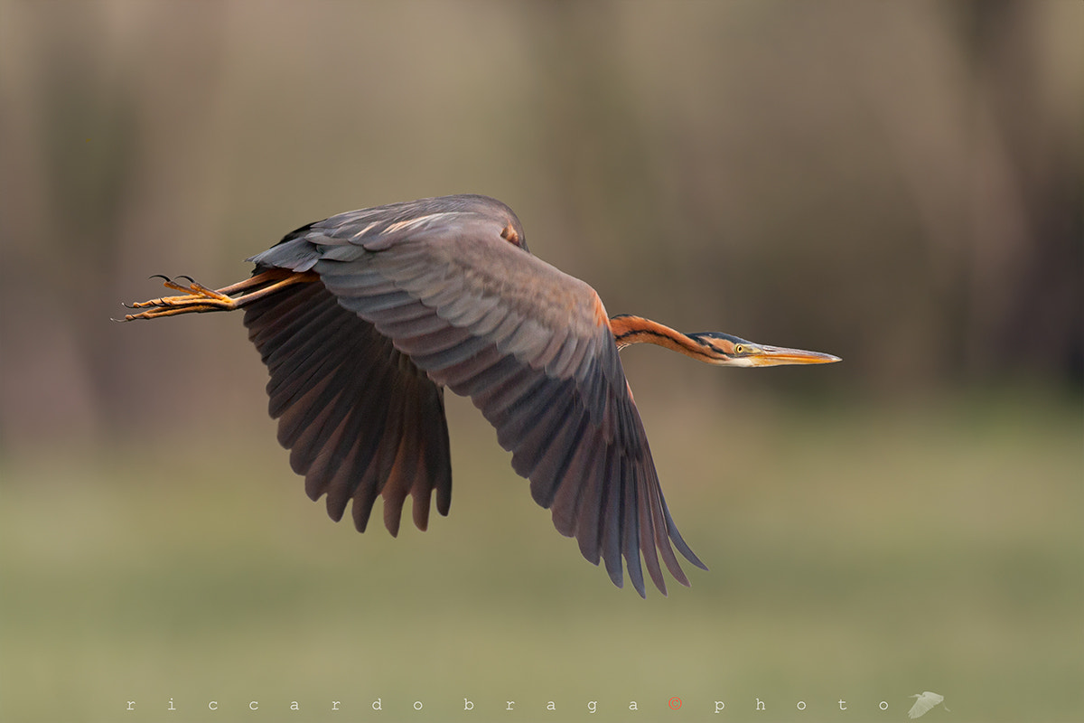 Canon EOS 40D + Canon EF 400mm F5.6L USM sample photo. Purple heron photography