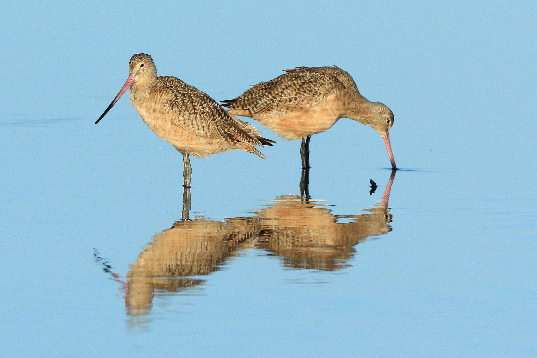 Canon EOS 7D Mark II + Canon EF 600mm F4L IS II USM sample photo. Long billed curlew photography