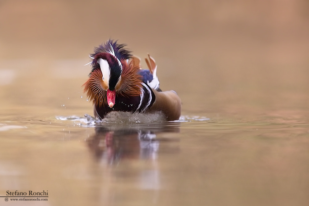 Canon EOS-1D X + Canon EF 300mm F2.8L IS USM sample photo. Mandarine duck photography