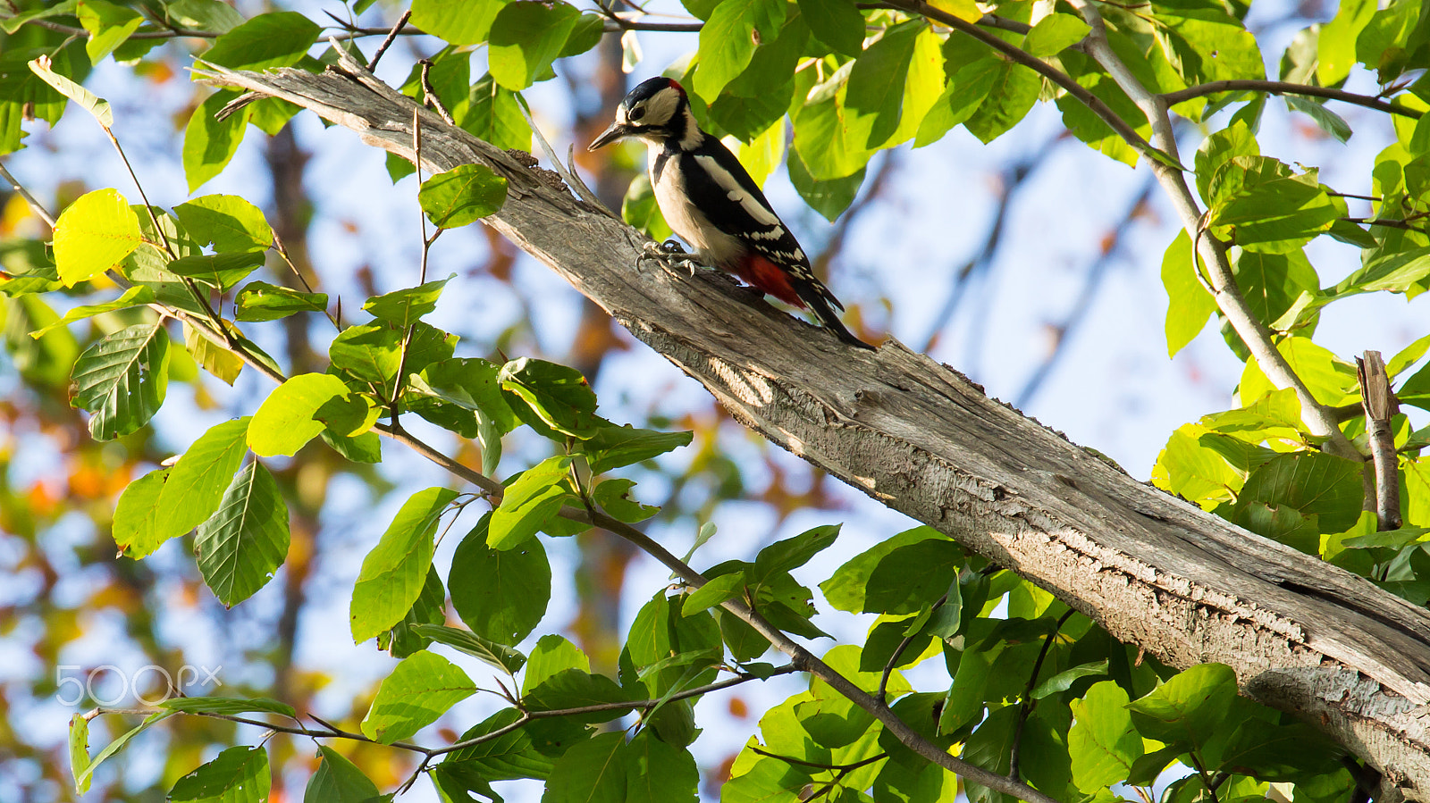 Canon EOS 700D (EOS Rebel T5i / EOS Kiss X7i) + Canon EF 70-300mm F4-5.6L IS USM sample photo. My first woodpecker... photography