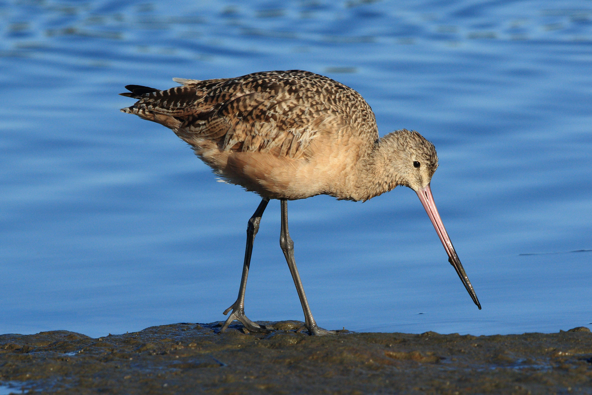 Canon EF 600mm F4L IS II USM sample photo. Lb curlew photography
