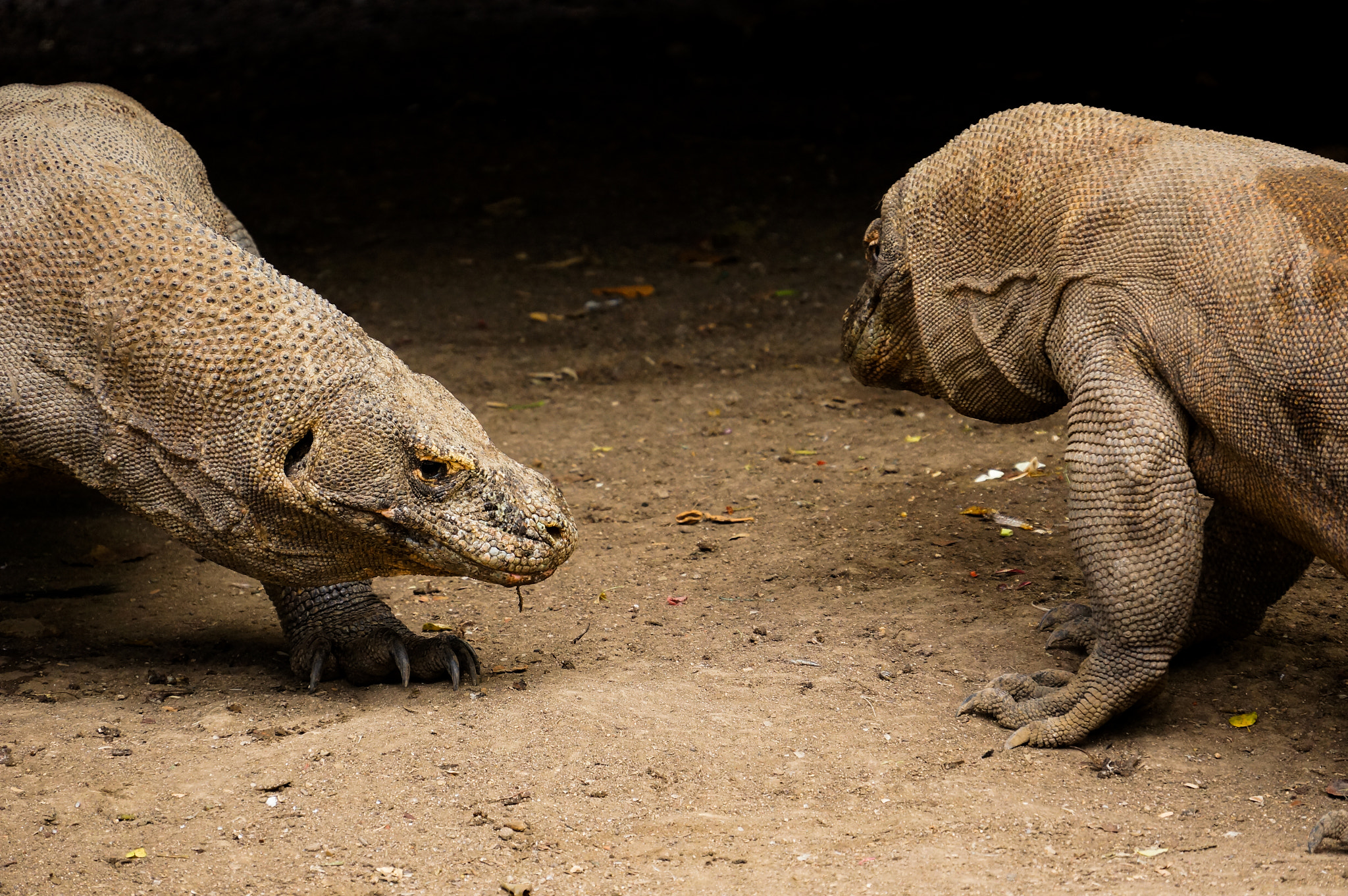 Sony E 18-200mm F3.5-6.3 OSS sample photo. The fight of the dragons photography