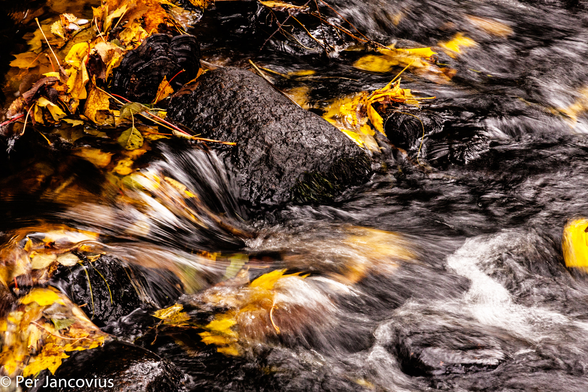 Canon EOS 40D sample photo. Leavs in a stream photography