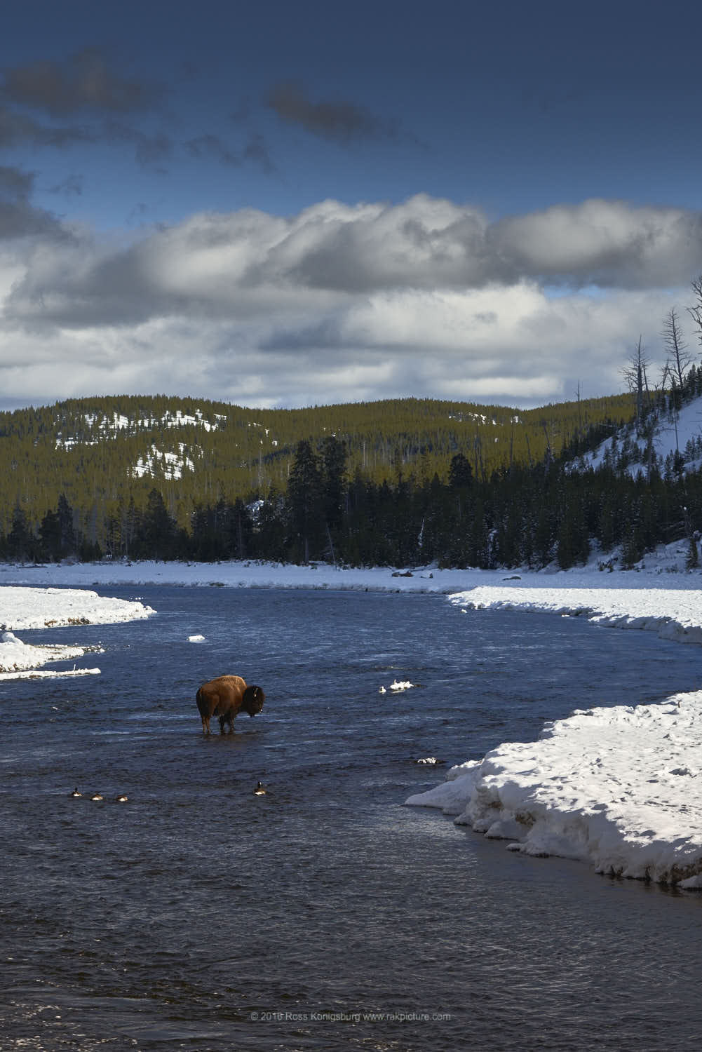 Nikon D800E sample photo. Bison in river photography