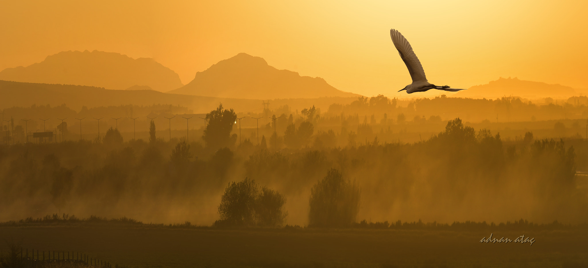 Sigma 150-600mm F5-6.3 DG OS HSM | S sample photo. Adana ve küçük ak balıkçıl (egretta garzetta) photography