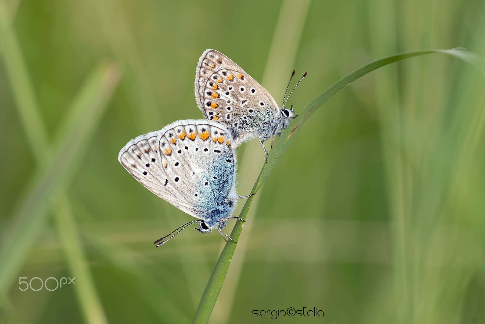 Nikon D610 + Sigma 150mm F2.8 EX DG Macro HSM sample photo. Copula_______ photography