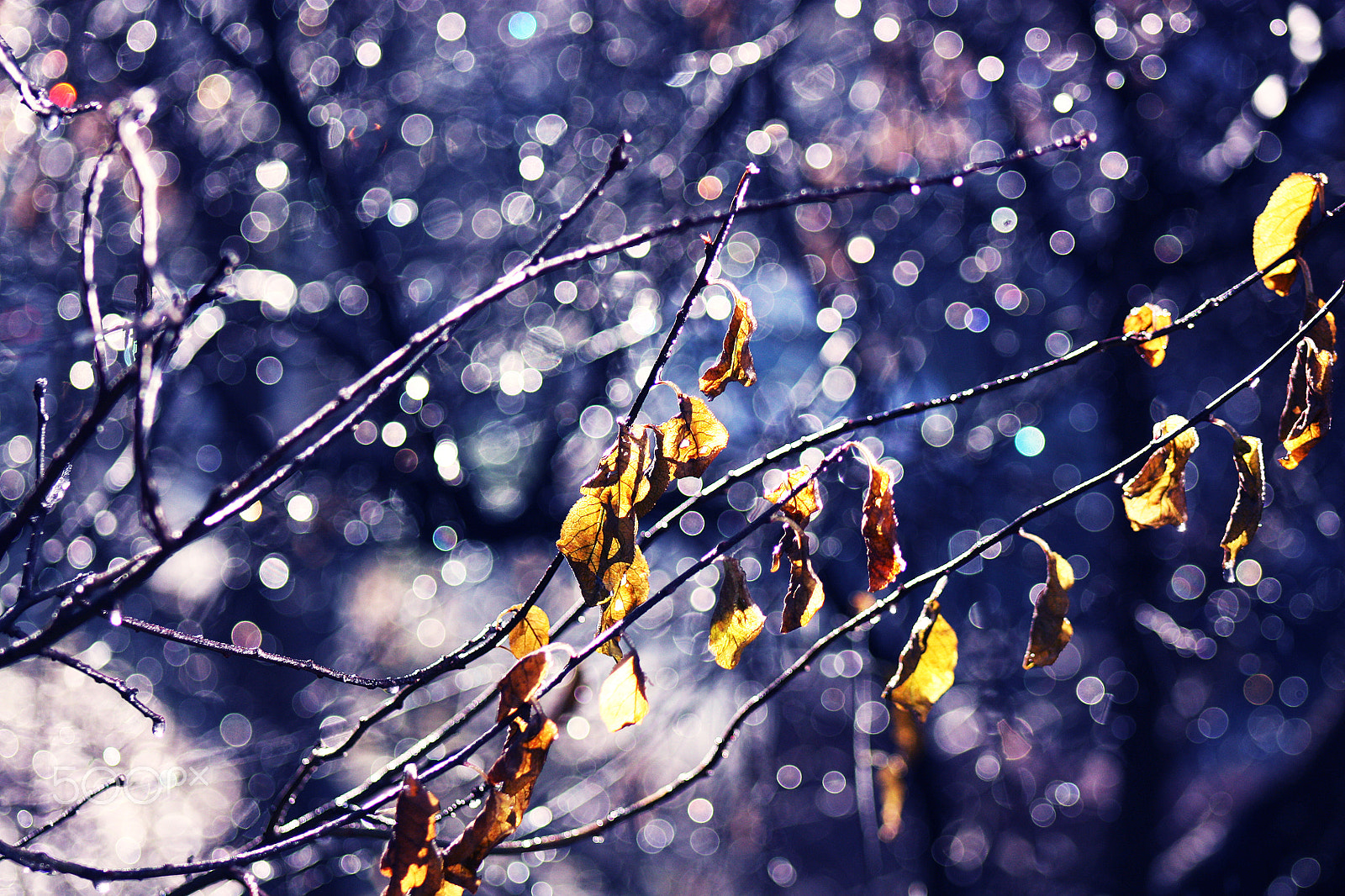 Canon EF 75-300mm f/4-5.6 USM sample photo. Sparkling rain photography