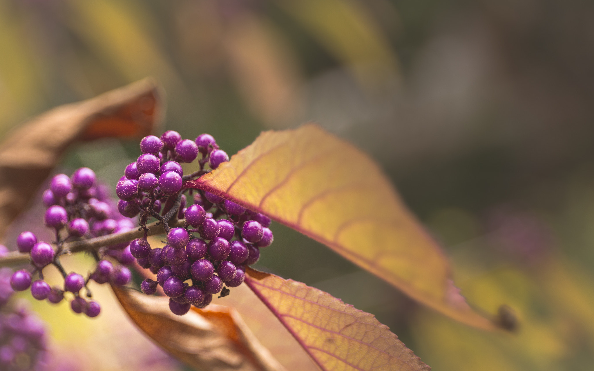 Canon EF 24-70mm F4L IS USM sample photo. Berry berry  photography