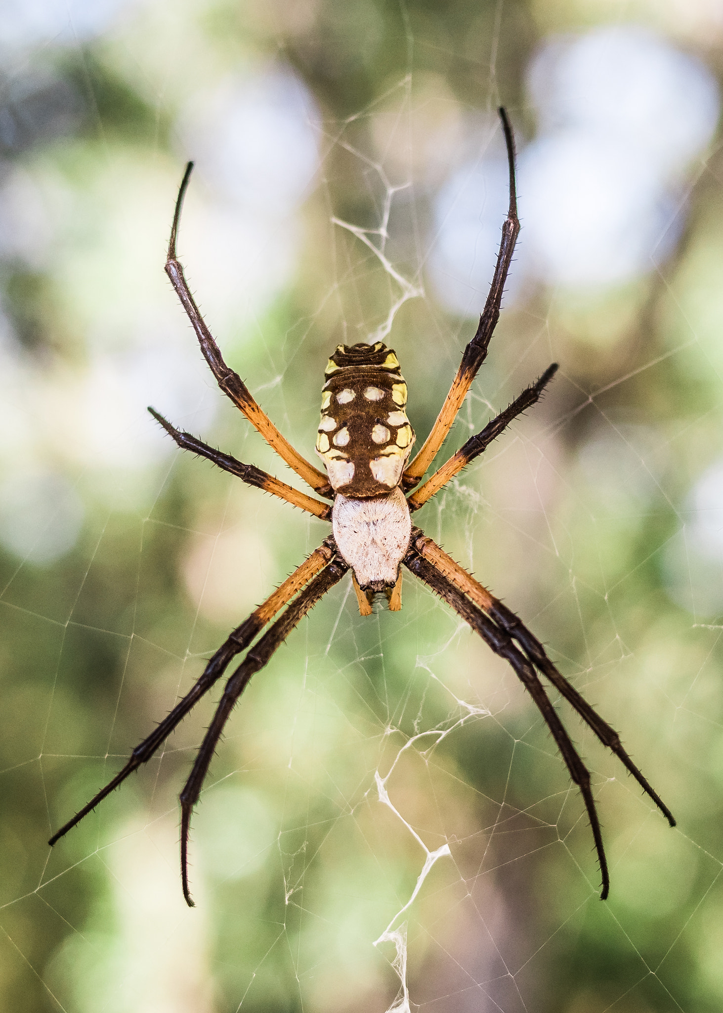 Panasonic Lumix DMC-GX8 + LUMIX G 20/F1.7 II sample photo. Writing spider photography