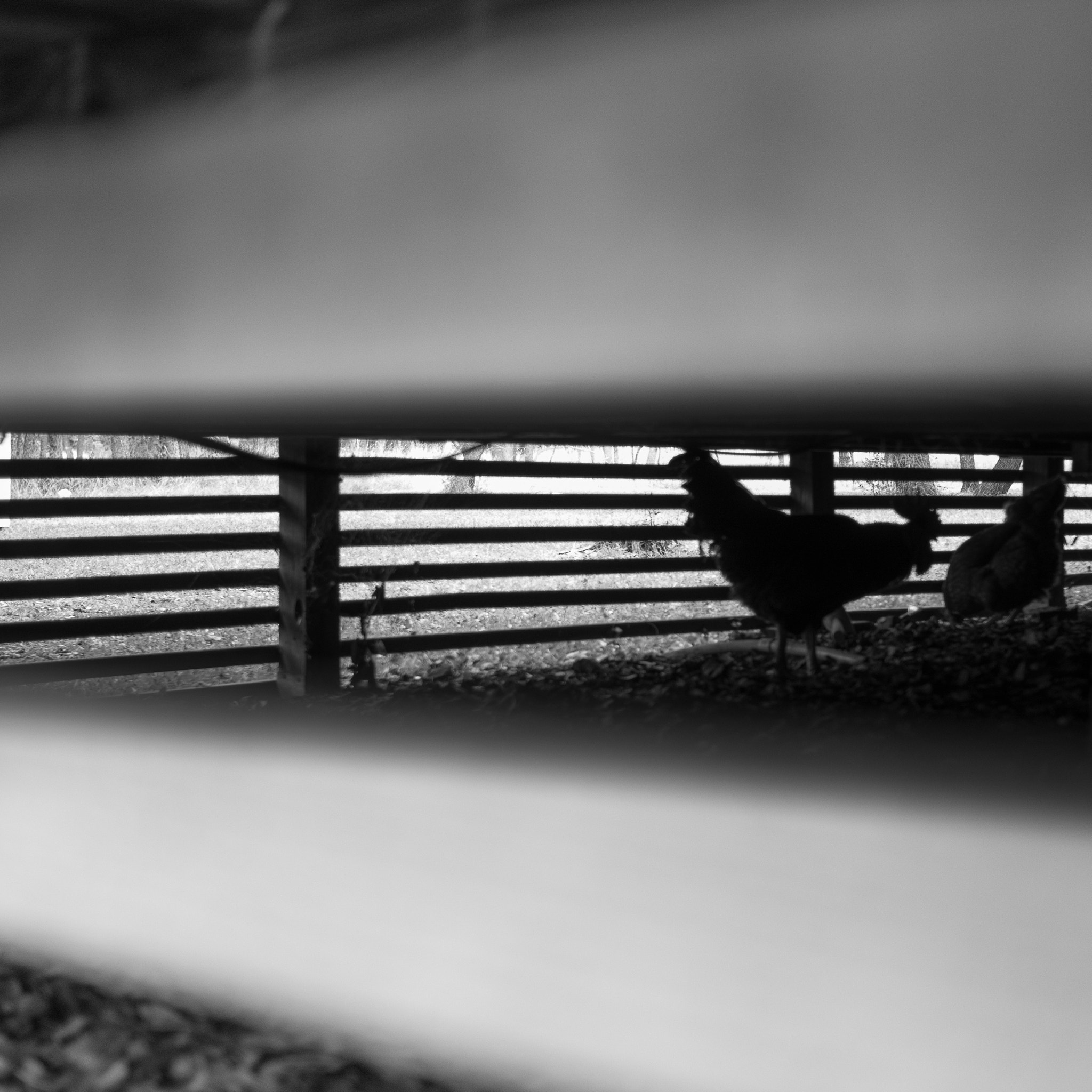 Panasonic Lumix DMC-GX8 + LUMIX G 20/F1.7 II sample photo. Fowl photography
