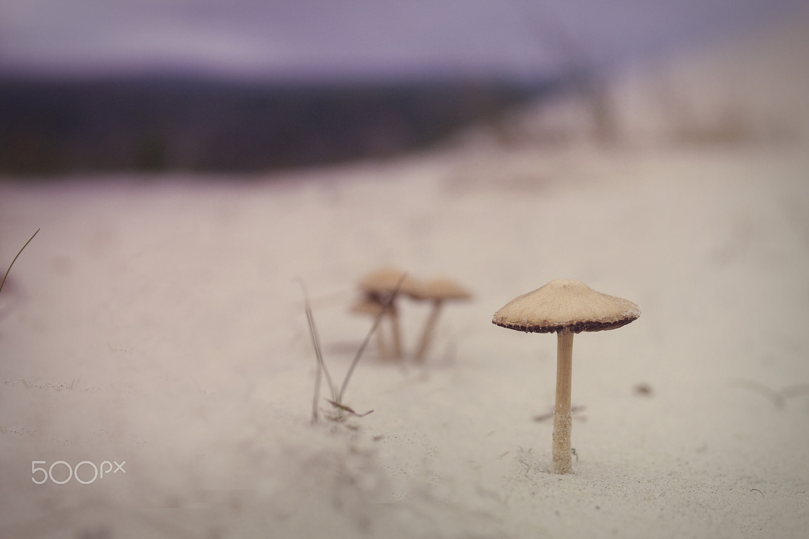 Canon EOS 40D sample photo. Desert mushrooms! photography