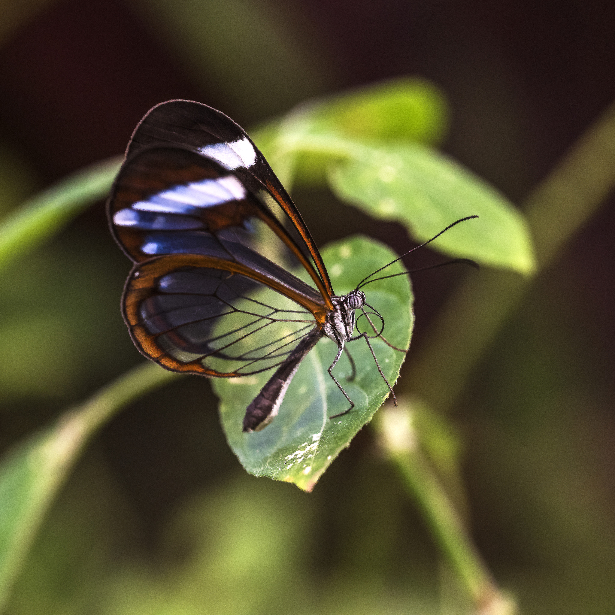 Sigma 150mm F2.8 EX DG OS Macro HSM sample photo. Glass wings photography