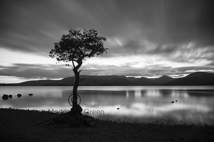 Nikon D700 + AF-S DX Zoom-Nikkor 18-55mm f/3.5-5.6G ED sample photo. Black and white - long exposure - iconic tree milarrochy bay - l photography
