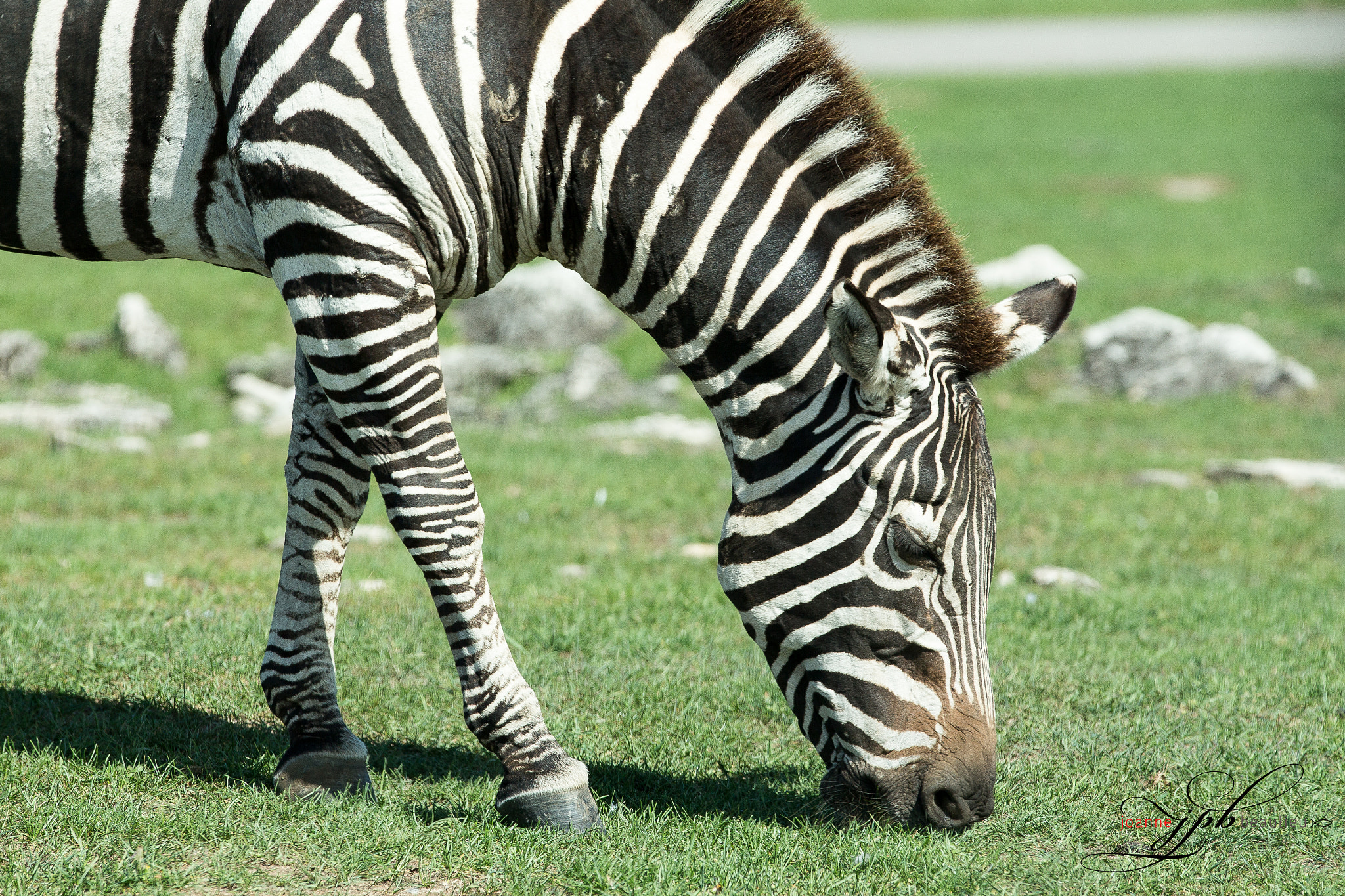 Canon EOS 700D (EOS Rebel T5i / EOS Kiss X7i) sample photo. Zebra photography